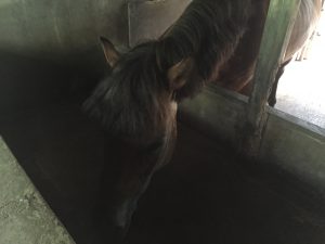 宮古島市熱帯植物園の馬