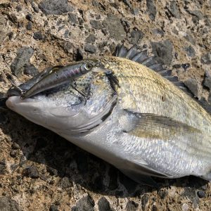 奄美大島の釣り旅行記【2019年4月】チヌを釣る
