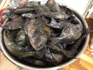 奄美大島の釣り旅行記【2019年4月】漁の成果
