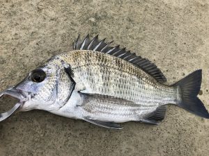 チヌ
