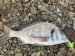 チヌ狙い奄美大島の釣り旅行記【2020年3月】の宇検村のチヌ