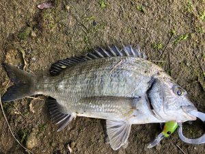 チヌ狙い奄美大島の釣り旅行記【2020年3月】の宇検村のチヌ