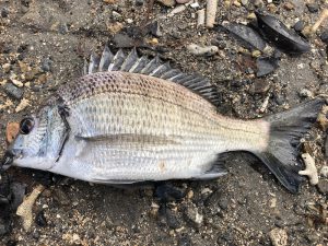 美しいミナミクロダイの魚体