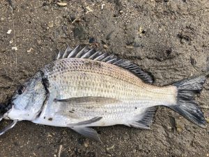 美しいミナミクロダイの魚体