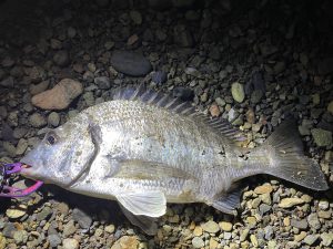 梅雨の奄美大島釣り旅行で爆釣！？【2022年6月】
